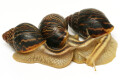 Cochlitoma varicosa F2 Gonubia, South Africa, semiadult, 5 cm